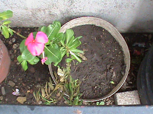 Vinca rosa, teresita, vinca de Madagascar (Vinca rosea = Catharanthus  roseus)