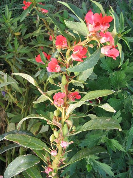 [Foto de planta, jardin, jardineria]