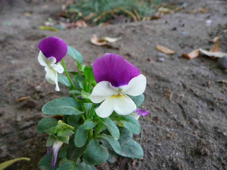 [Foto de planta, jardin, jardineria]