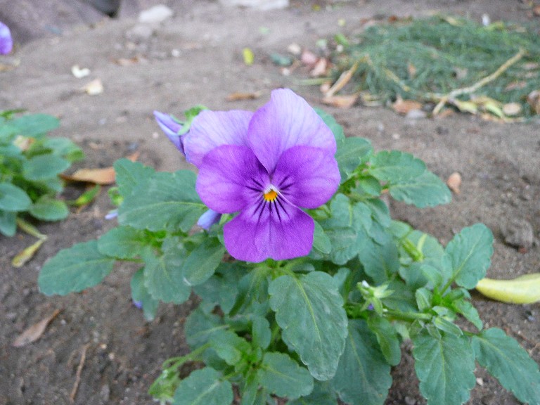 [Foto de planta, jardin, jardineria]