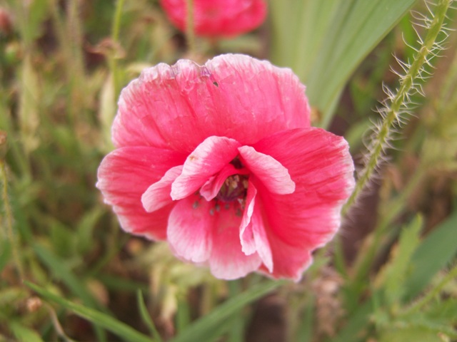 [Foto de planta, jardin, jardineria]