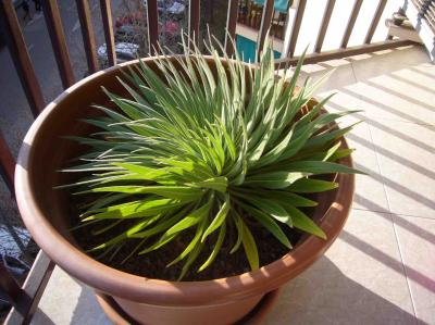 [Foto de planta, jardin, jardineria]