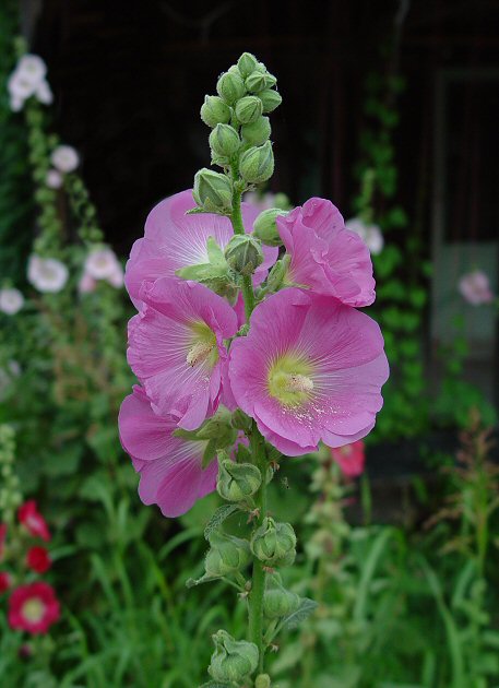 [Foto de planta, jardin, jardineria]