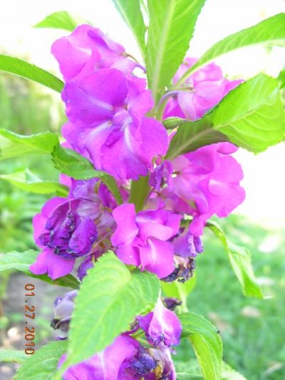 [Foto de planta, jardin, jardineria]