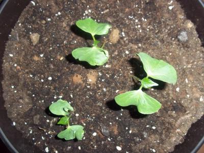 [Foto de planta, jardin, jardineria]