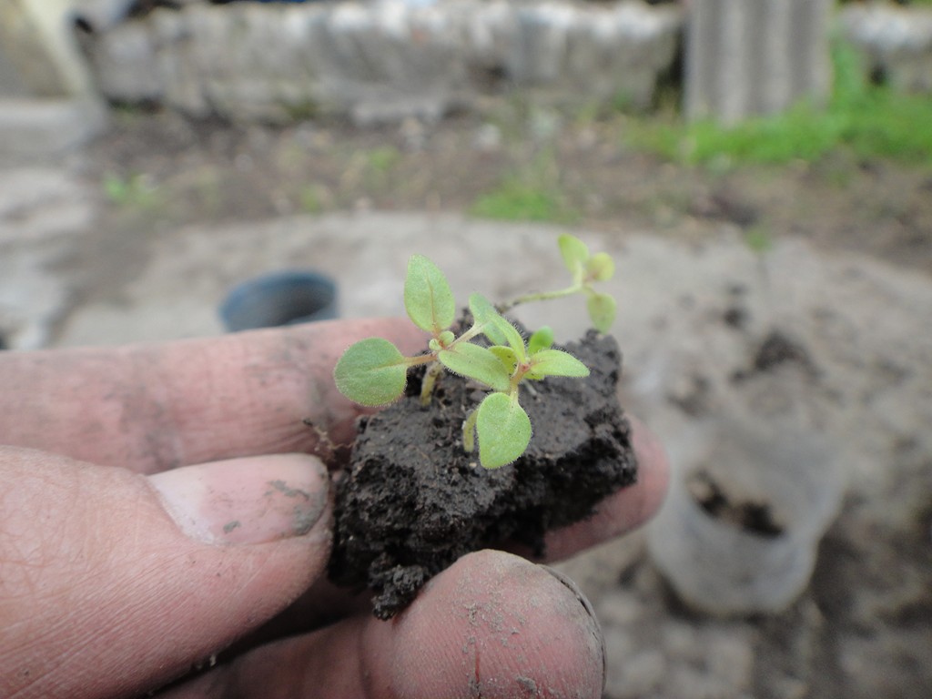 [Foto de planta, jardin, jardineria]