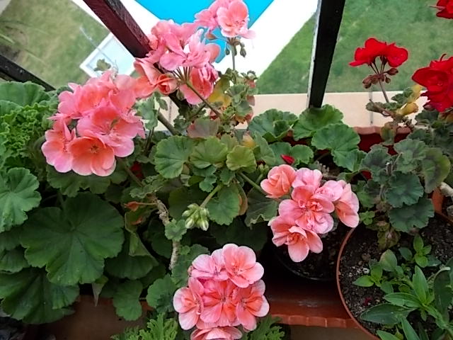 Fotos de geranios y Pelargonium