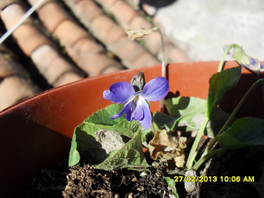 [Foto de planta, jardin, jardineria]