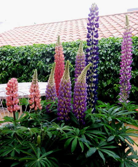 [Foto de planta, jardin, jardineria]