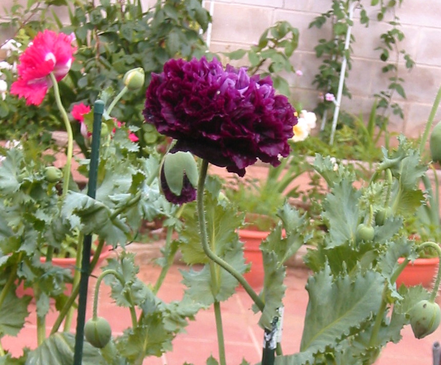 [Foto de planta, jardin, jardineria]