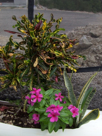 [Foto de planta, jardin, jardineria]