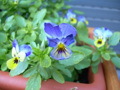 [Foto de planta, jardin, jardineria]