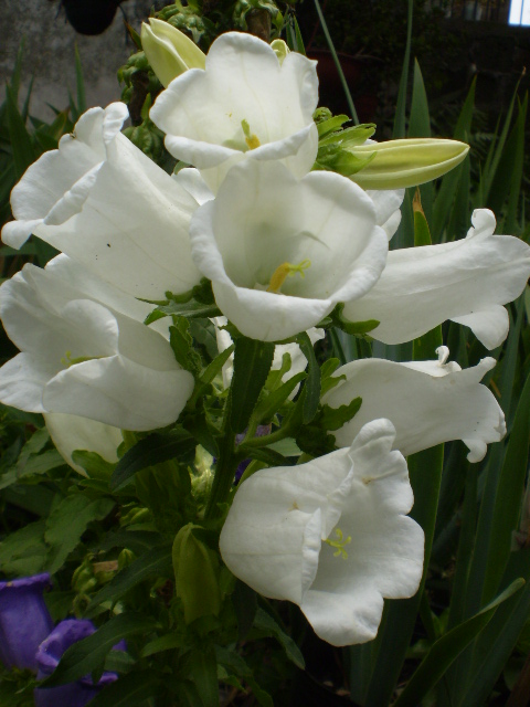 [Foto de planta, jardin, jardineria]