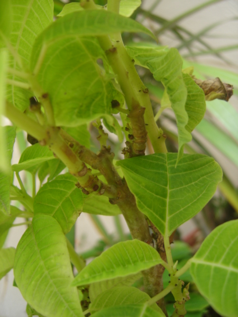 [Foto de planta, jardin, jardineria]