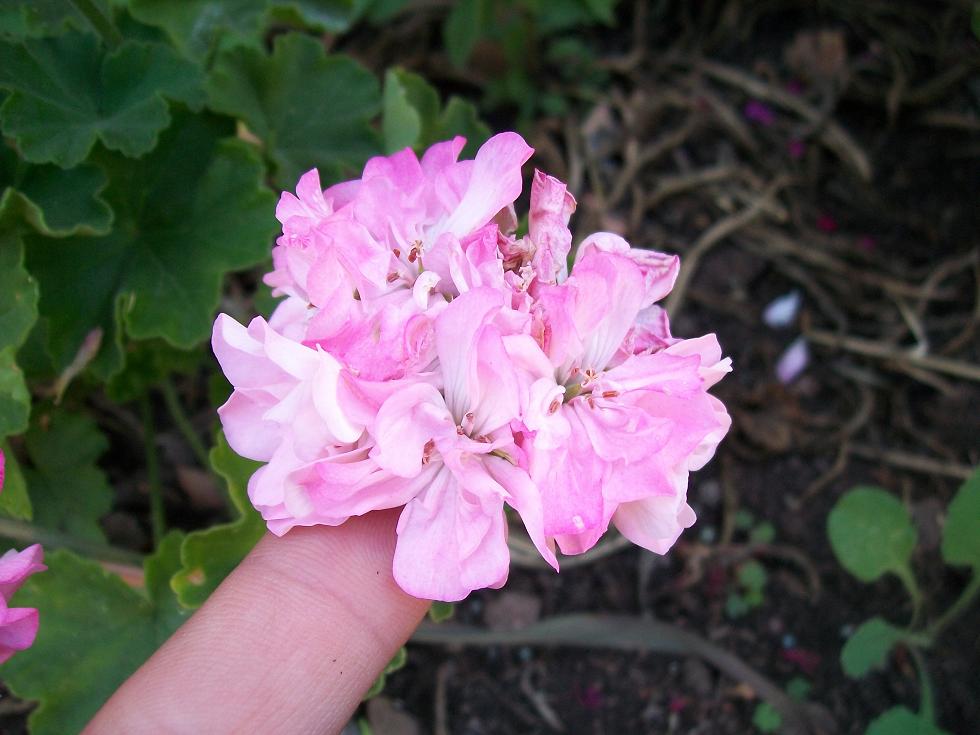 [Foto de planta, jardin, jardineria]