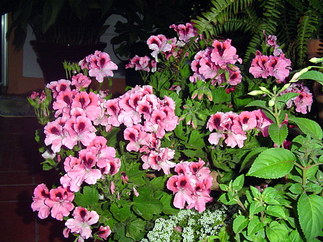 [Foto de planta, jardin, jardineria]