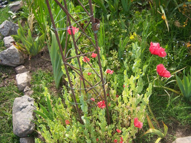 [Foto de planta, jardin, jardineria]