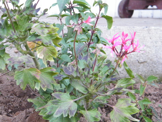 [Foto de planta, jardin, jardineria]