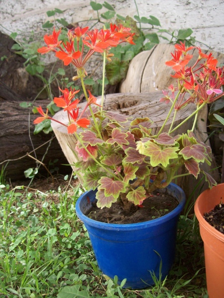 [Foto de planta, jardin, jardineria]