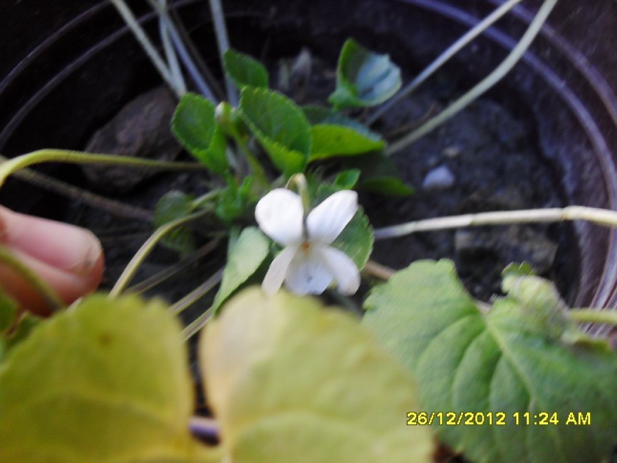 [Foto de planta, jardin, jardineria]