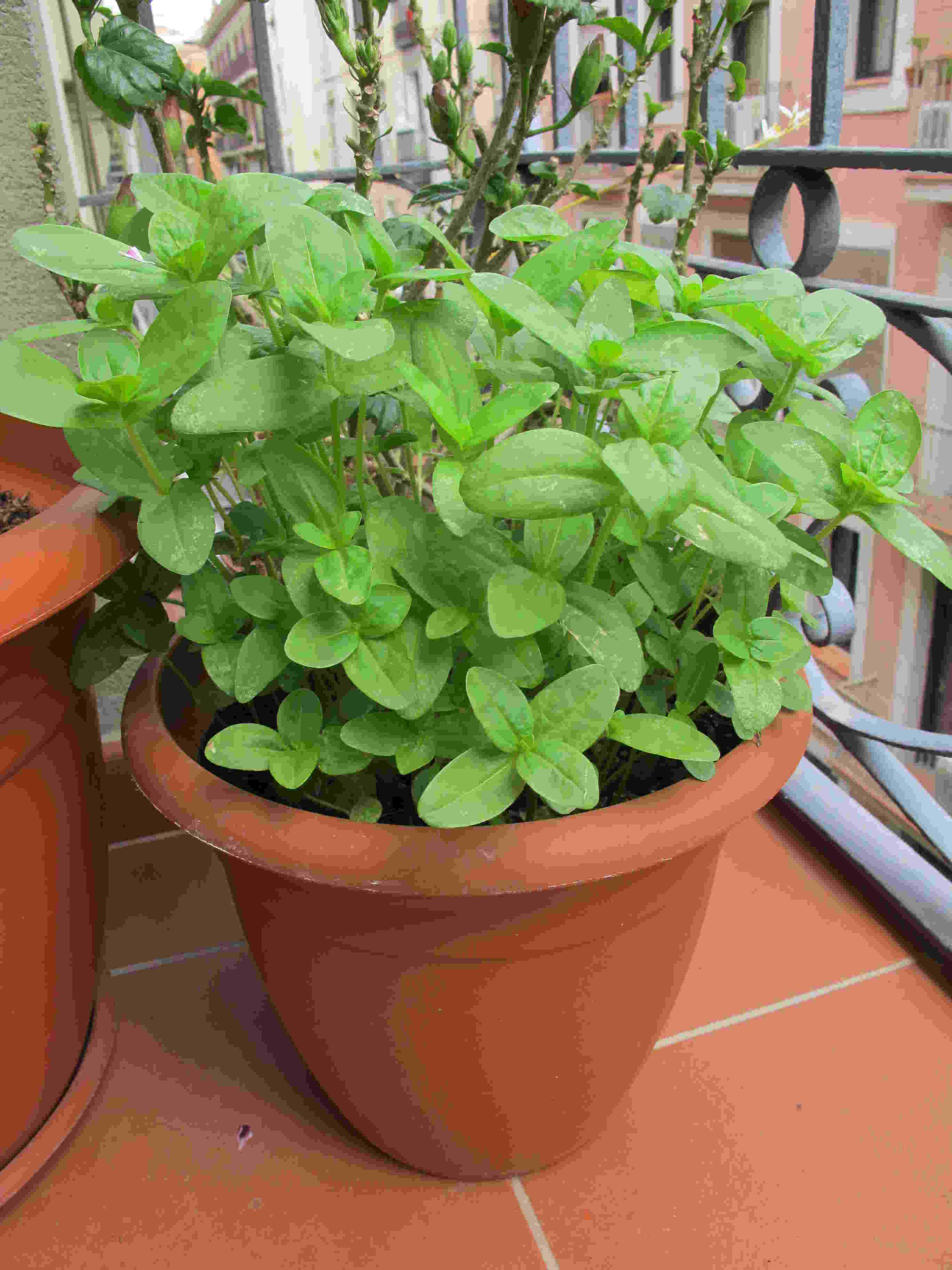 [Foto de planta, jardin, jardineria]