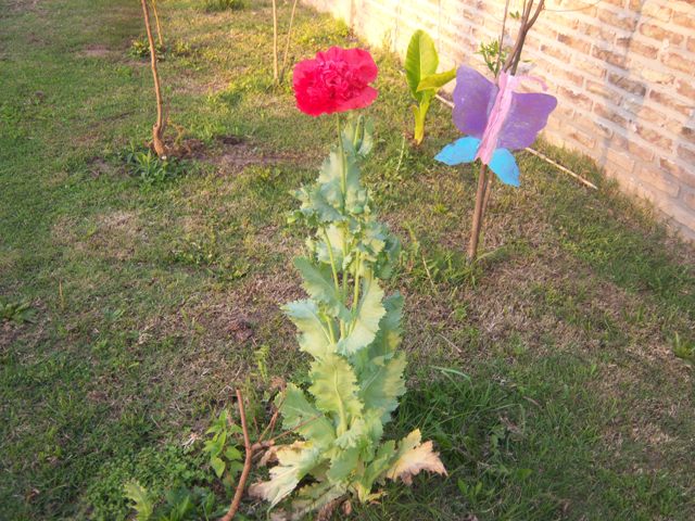 [Foto de planta, jardin, jardineria]