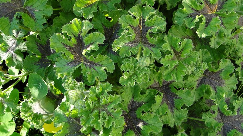 [Foto de planta, jardin, jardineria]