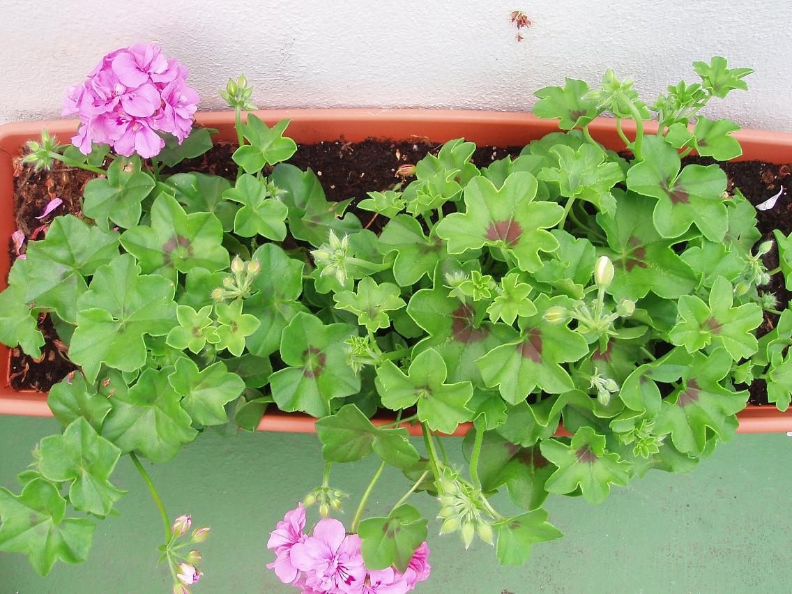 [Foto de planta, jardin, jardineria]