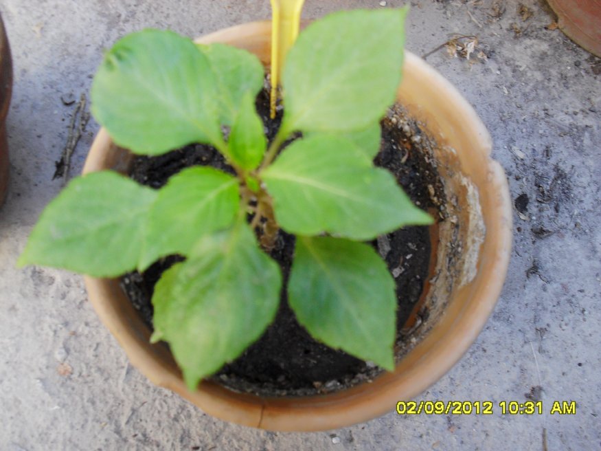 [Foto de planta, jardin, jardineria]