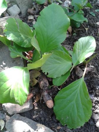 [Foto de planta, jardin, jardineria]