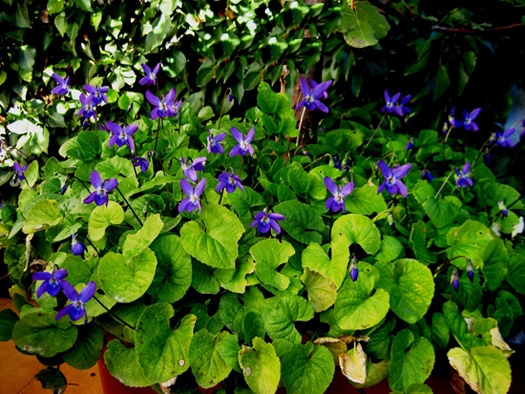 [Foto de planta, jardin, jardineria]