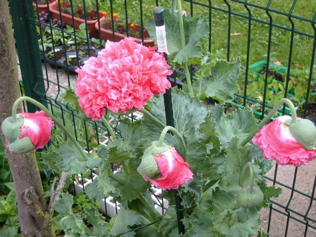 [Foto de planta, jardin, jardineria]