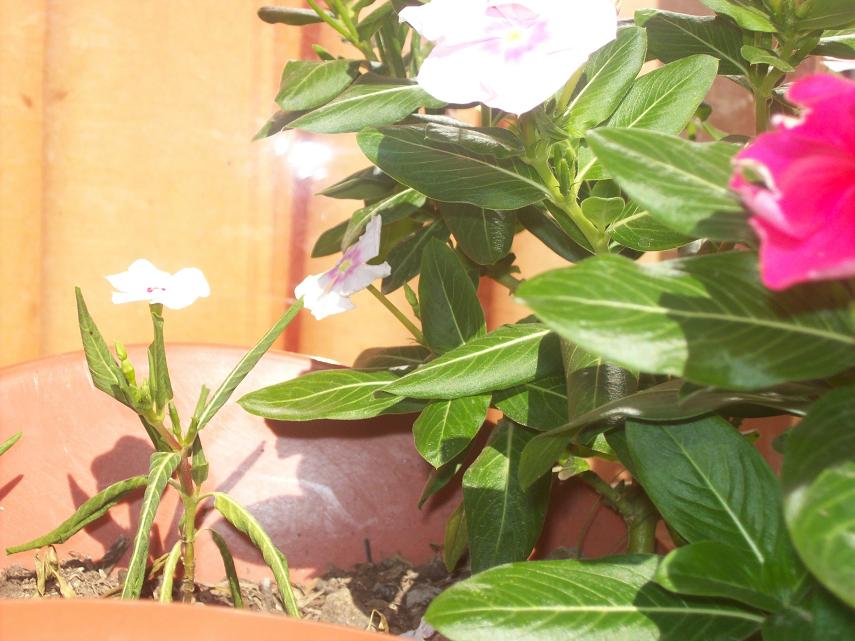 Vinca rosa, teresita, vinca de Madagascar (Vinca rosea = Catharanthus  roseus)