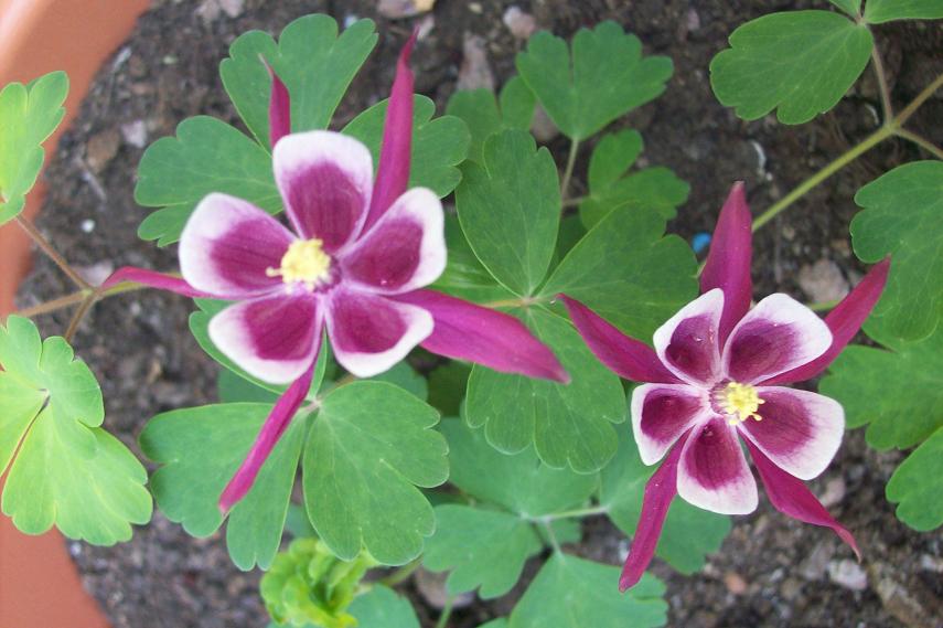 [Foto de planta, jardin, jardineria]