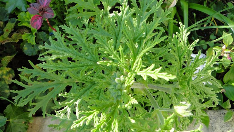 [Foto de planta, jardin, jardineria]