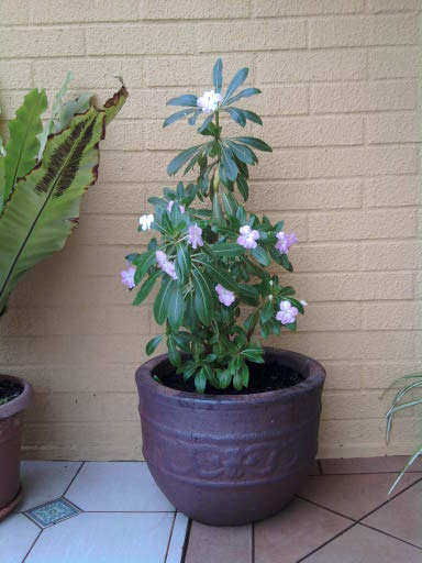 [Foto de planta, jardin, jardineria]