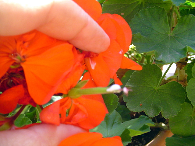 [Foto de planta, jardin, jardineria]