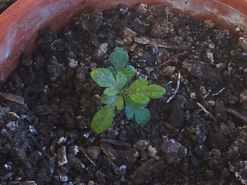 [Foto de planta, jardin, jardineria]