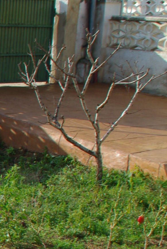 [Foto de planta, jardin, jardineria]