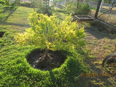 [Foto de planta, jardin, jardineria]