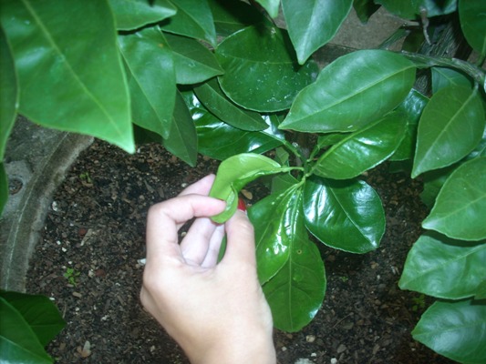 [Foto de planta, jardin, jardineria]