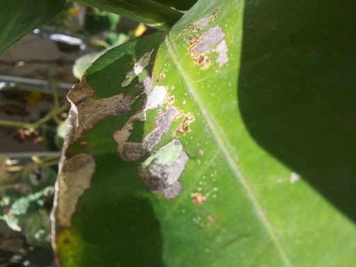 [Foto de planta, jardin, jardineria]