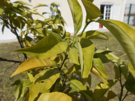 [Foto de planta, jardin, jardineria]