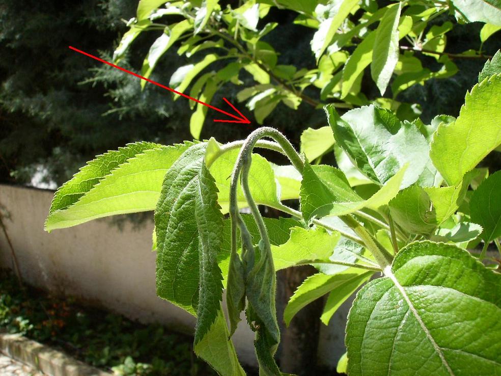 [Foto de planta, jardin, jardineria]