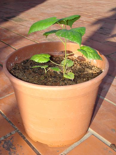 [Foto de planta, jardin, jardineria]