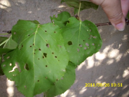 [Foto de planta, jardin, jardineria]