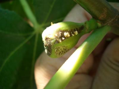 [Foto de planta, jardin, jardineria]