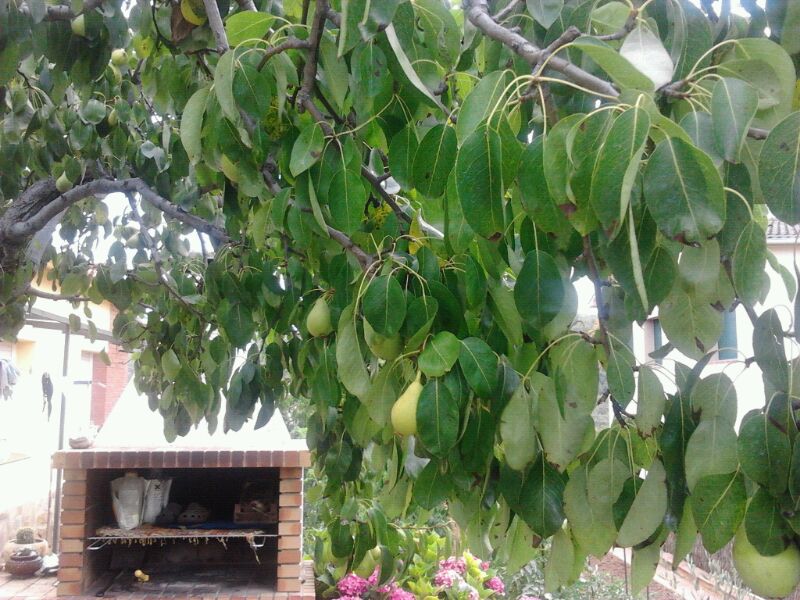 [Foto de planta, jardin, jardineria]