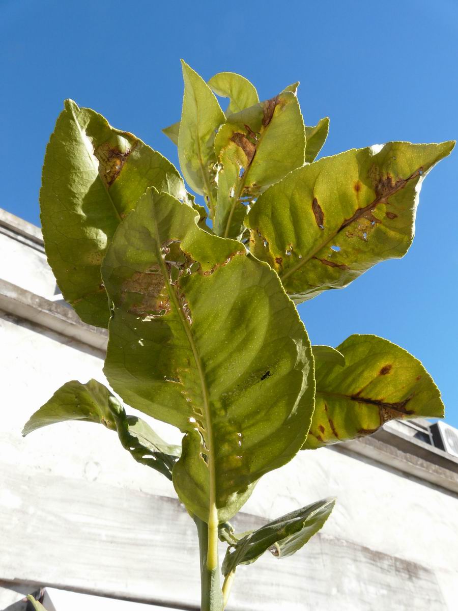 [Foto de planta, jardin, jardineria]