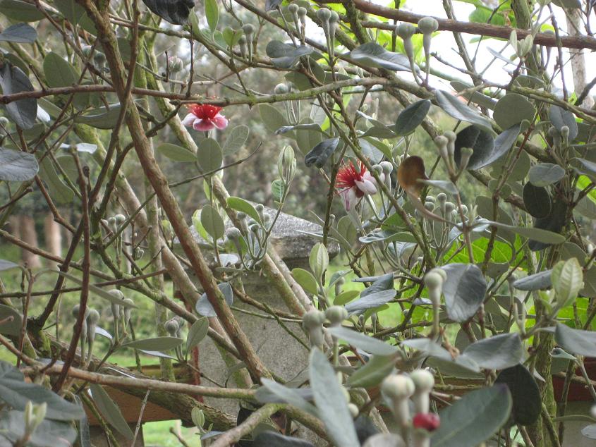 [Foto de planta, jardin, jardineria]